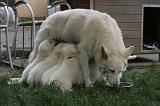 TETER - BERGER BLANC SUISSE 033